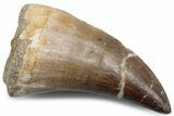 Fossil Mosasaur (Mosasaurus) Tooth - Morocco #384023-1